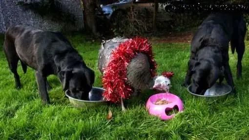 بوقلمون عجیبی که دوست دارد سگ باشد! +عکس