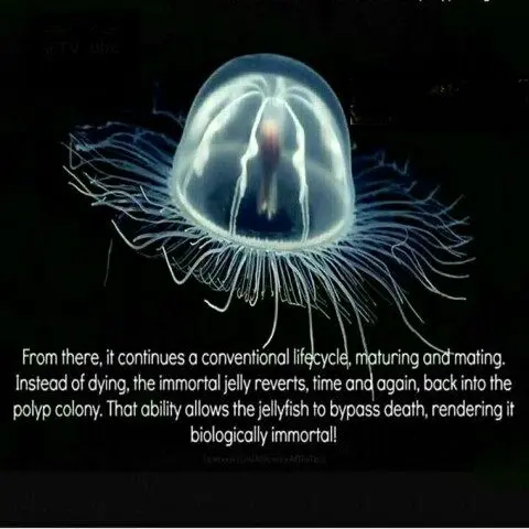 موجودی که هرگز نمی میرد+عکس
