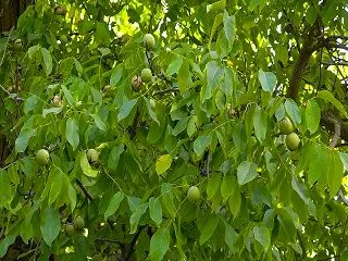 برداشت گردو از باغات استان مرکزی