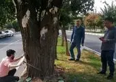 بهسازی بوستان های منطقه14