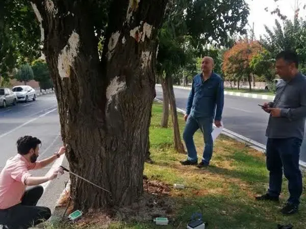 اجرای عملیات توموگرافی (شناسایی کیفیت درختان سرپا) در پهنه فضای سبز شهری