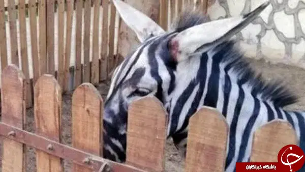 مردم راست می‌گویند یا مسئولان؟ +عکس 