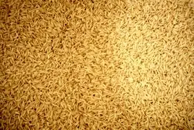 علت افزایش قیمت برنج