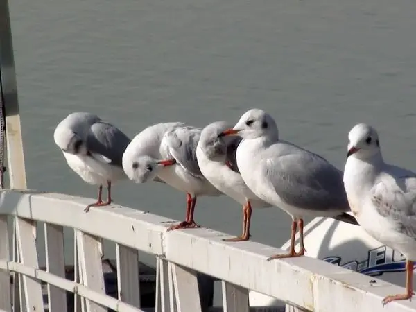شناسایی و ثبت ٢١٠ گونه پرنده در شهر تهران