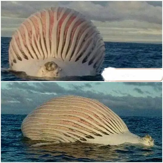 جسد نهنگ مُرده روی دریا+عکس