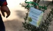 بیش از ۲۰۰۰ اصله نهال در منطقه۱۳ کاشته شد