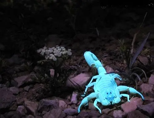 عقرب شب تابی که می درخشد! +عکس