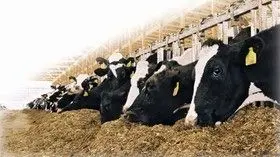 خوداتکایی در تولید گوشت قرمز با مدیریت هوشمند تغذیه

