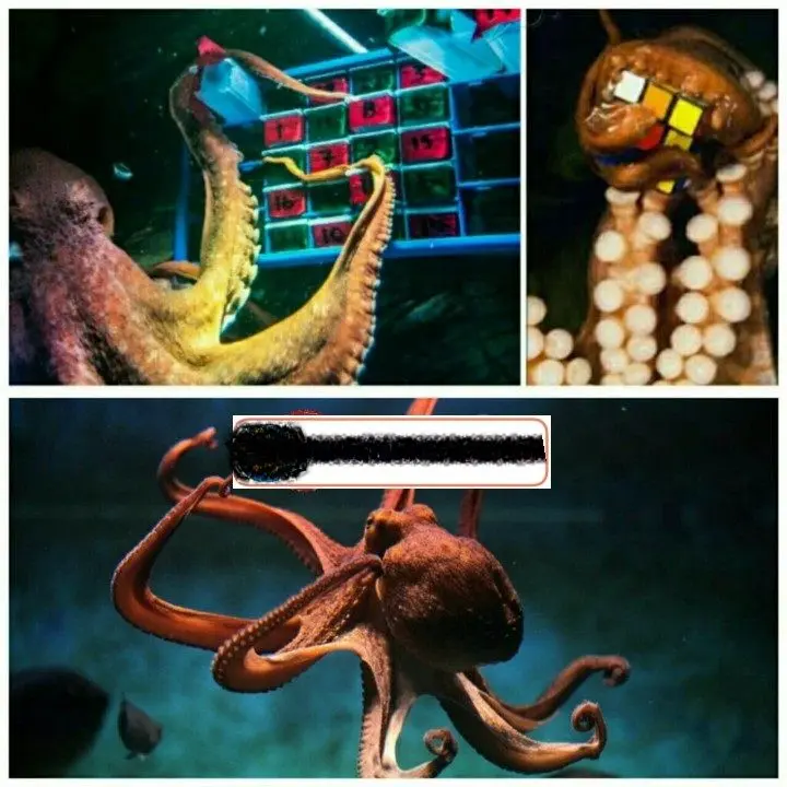 پازل بازی هشت پاها+عکس