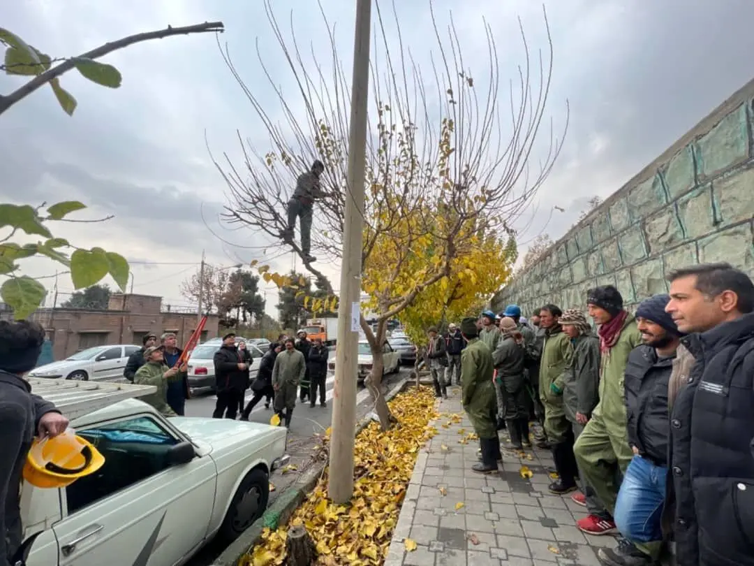 کارگران فضای سبز شهرداری منطقه 2روش صحیح هرس درختان  را فرا گرفتند

