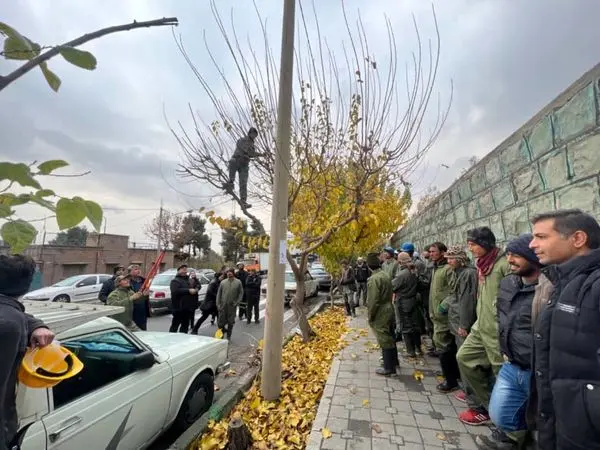 کارگران فضای سبز شهرداری منطقه 2روش صحیح هرس درختان را فرا گرفتند