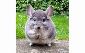 حیوانی که پوست آن طلا است+ عکس