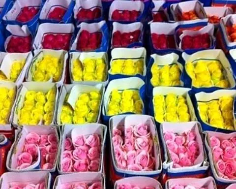 افزایش ۵۰ درصدی قیمت گل در روز زن