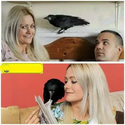 طلاق دادن زن بخاطر علاقه شدید به یک کلاغ+عکس