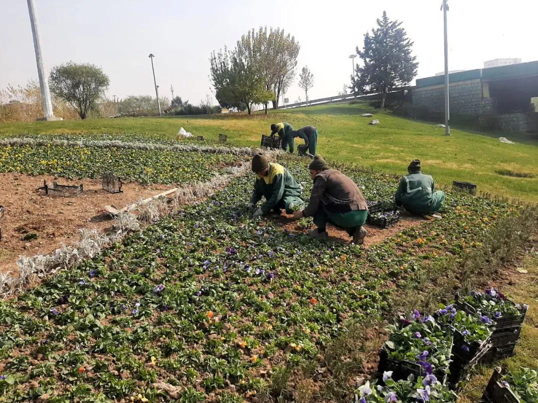 62 هزار متر گلکاری  در بزرگراه های منطقه2

