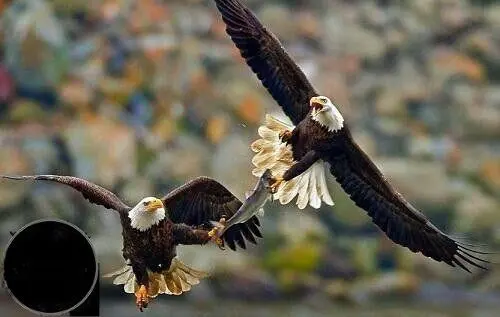 جدال دو عقاب بر سر یک ماهی+عکس