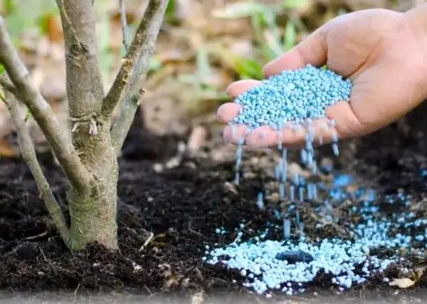 عطر دل انگیز کود وارداتی