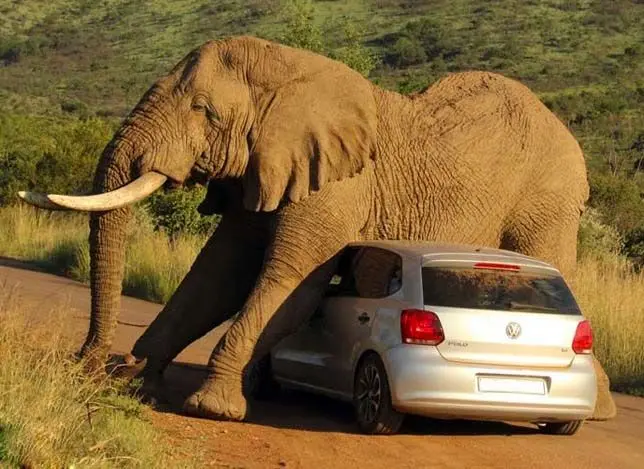  بزرگ‌ترین و خطرناک‌ترین جانور خشکی + عکس