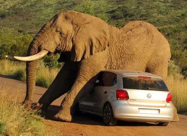  بزرگ‌ترین و خطرناک‌ترین جانور خشکی + عکس