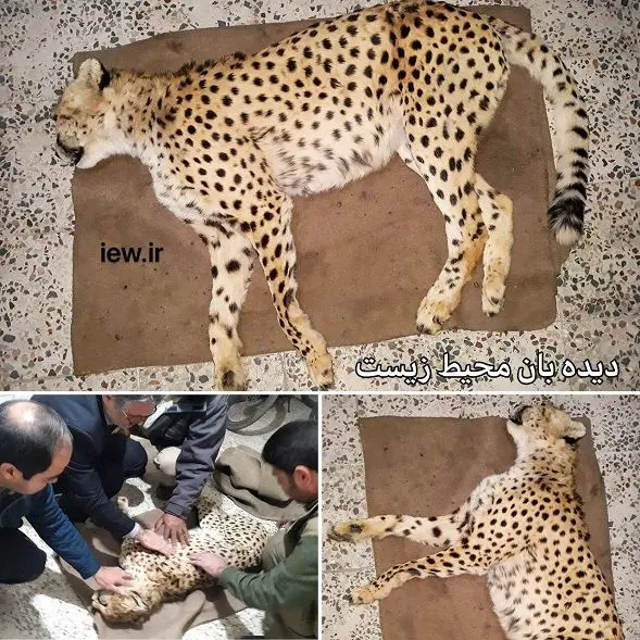 عکس/ تلف شدن یک یوزپلنگ بر اثر تصادف در جاده جاجرم
