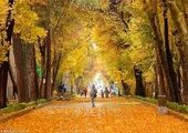 طرح ضربتی برخورد با سدمعبر اصناف و موتورسیکلت ها در منطقه۱۳

