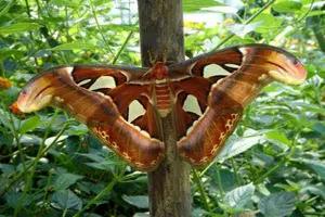 تصاویری از بزرگترین پروانه جهان+عکس