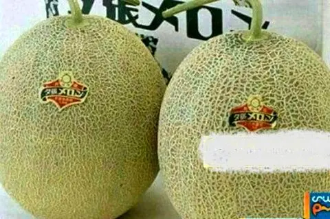 هر عدد خربزه 100 میلیون تومان+عکس