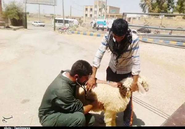 راهکار نوین برای درمان حیوانات در سراسر کشور معرفی شد