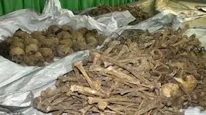  کشف بزرگترین گور دسته جمعی + عکس