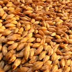  تولید ۲۰درصد نیاز کشور در بزرگ‌ترین کارخانه مالت سازی خاورمیانه