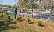 کاشت بیش از ۳۳ هزار اصله درخت و درختچه در منطقه ۱۹

