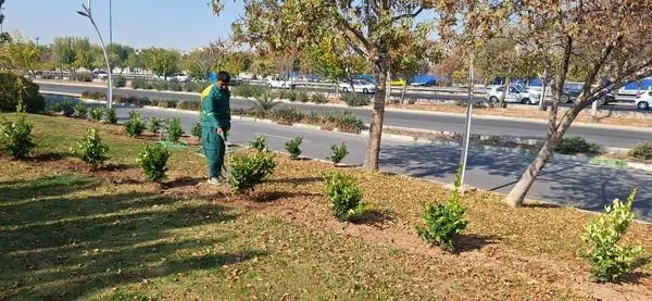 کاشت بیش از ۳۳ هزار اصله درخت و درختچه در منطقه ۱۹