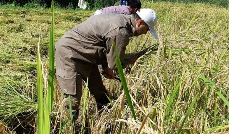 آقای دادستان در حال کشاورزی!+عکس