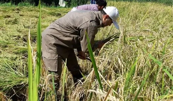 آقای دادستان در حال کشاورزی!+عکس