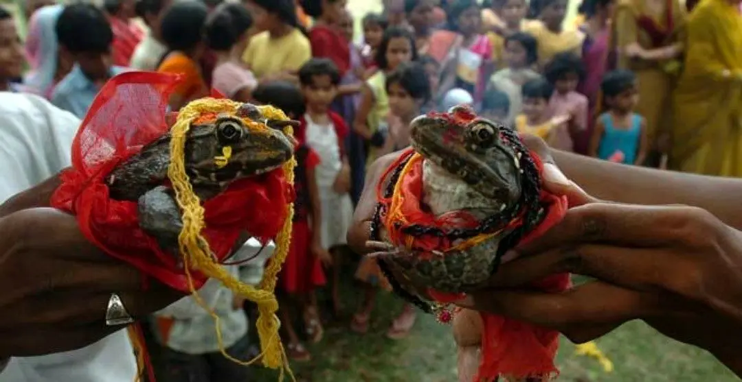 ازدواج قورباغه ها+عکس