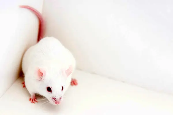 درمان افسردگی با شبیهسازی مغزی