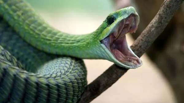 امکان درمان "فوبیا" با خواندن مغز