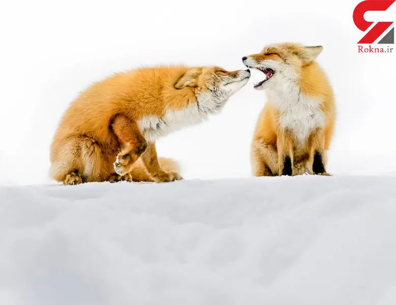 تصویری شگفت انگیز از دو شیطان +عکس