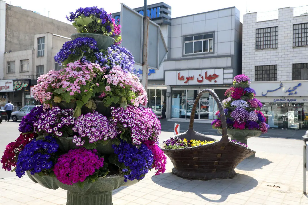 چشم نوازی گل های بهاری در منطقه ۱۳

