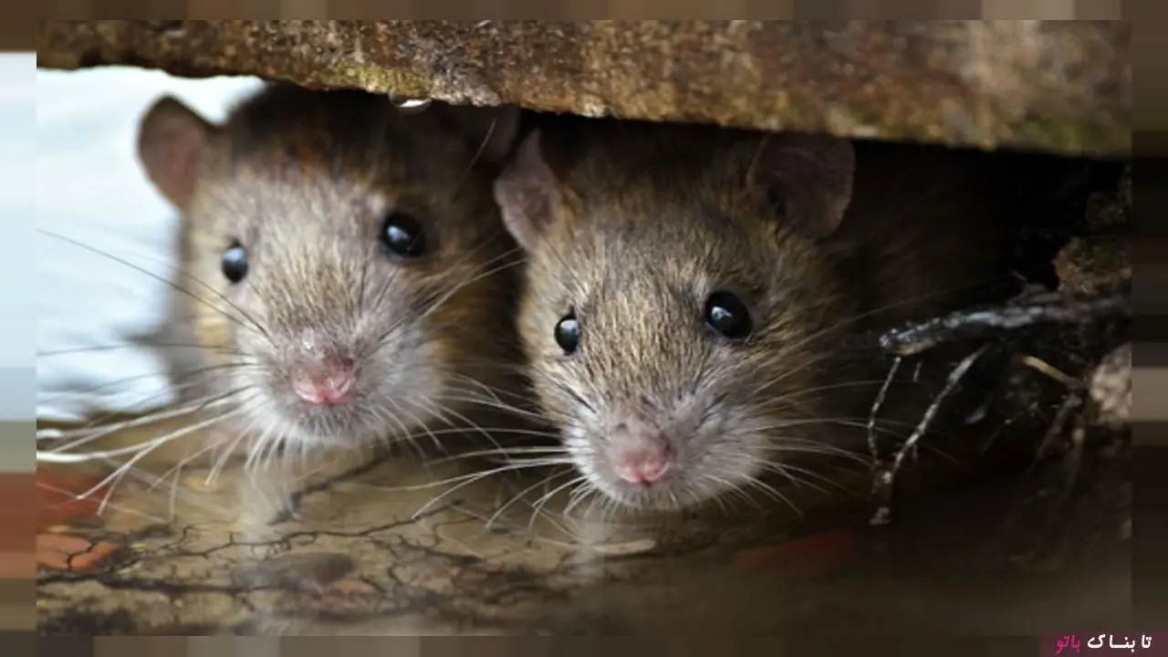 
وقتی سندروم موش صحرایی مد می شود! + عکس