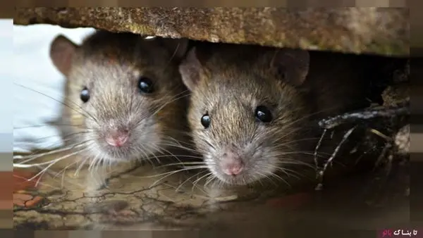 وقتی سندروم موش صحرایی مد می شود! + عکس