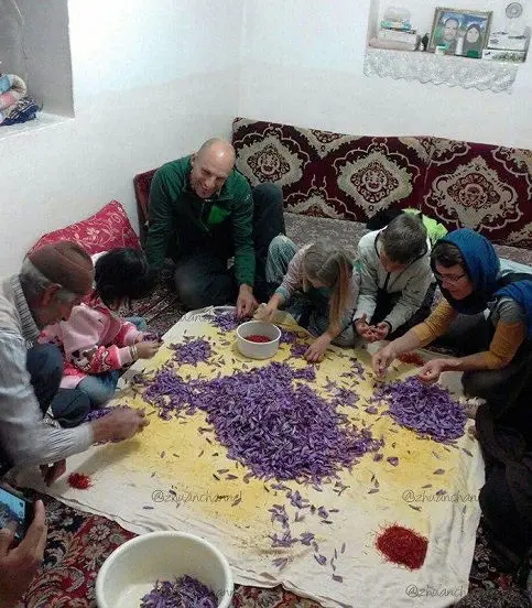 گردشگران سوییسی در خراسان در حال پاک کردن زعفران+عکس