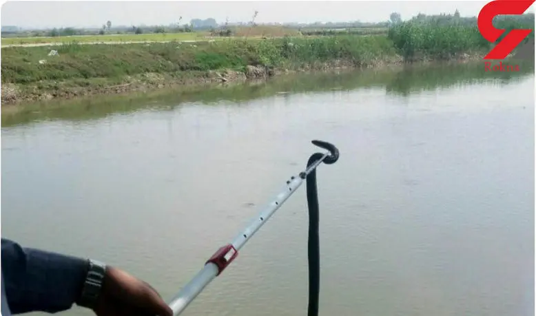  وحشت از مار سمی 1.5 متری در خانه یک بابلی + عکس 