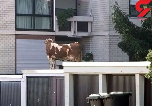 گاو فراری که سر از پشت‌بام درآورد + عکس