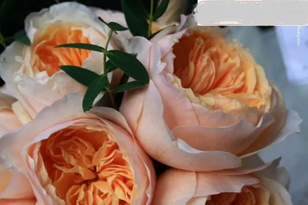 گران قیمت ترین گل جهان+عکس