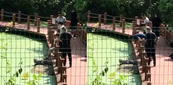 اقدام خطرناک یک توریست در محل حفاظت شده کروکودیل ها + عکس