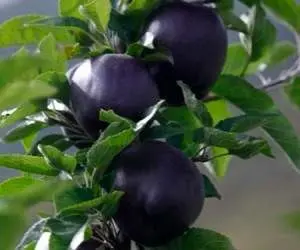 سیاه‌ترین میوه دنیا +عکس