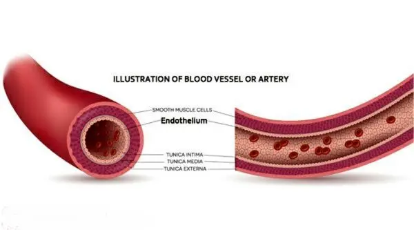 رگی به اندازه 6 زمین تنیس+عکس