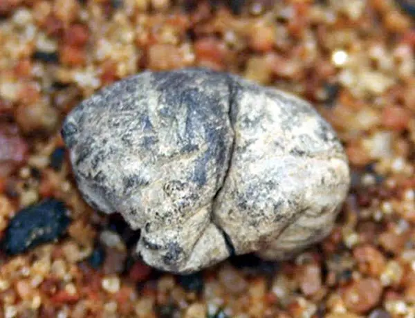 اولین آدامس دنیا متعلق به ۵ هزار سال پیش +عکس
