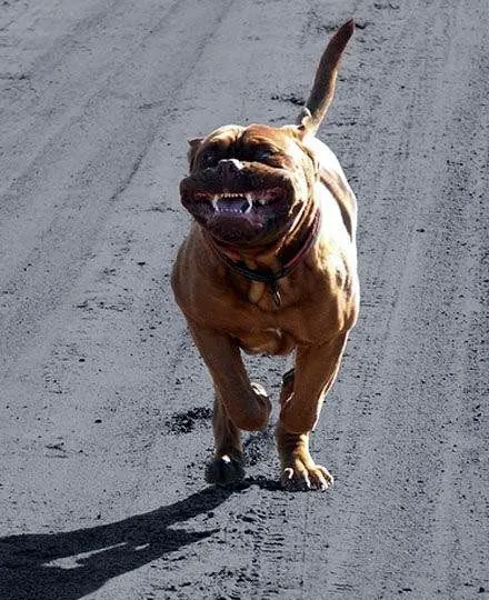 سگ بدنساز +عکس